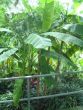 Musa 'Itenerans'